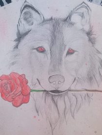 Projects Pencil drawing of a wolf